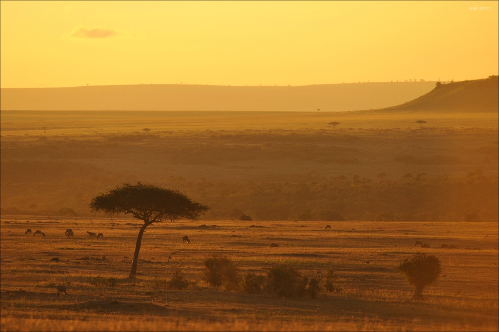 acomp Kenia 20111021 29149
