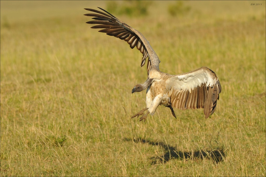 acomp Kenia 20111022 30054