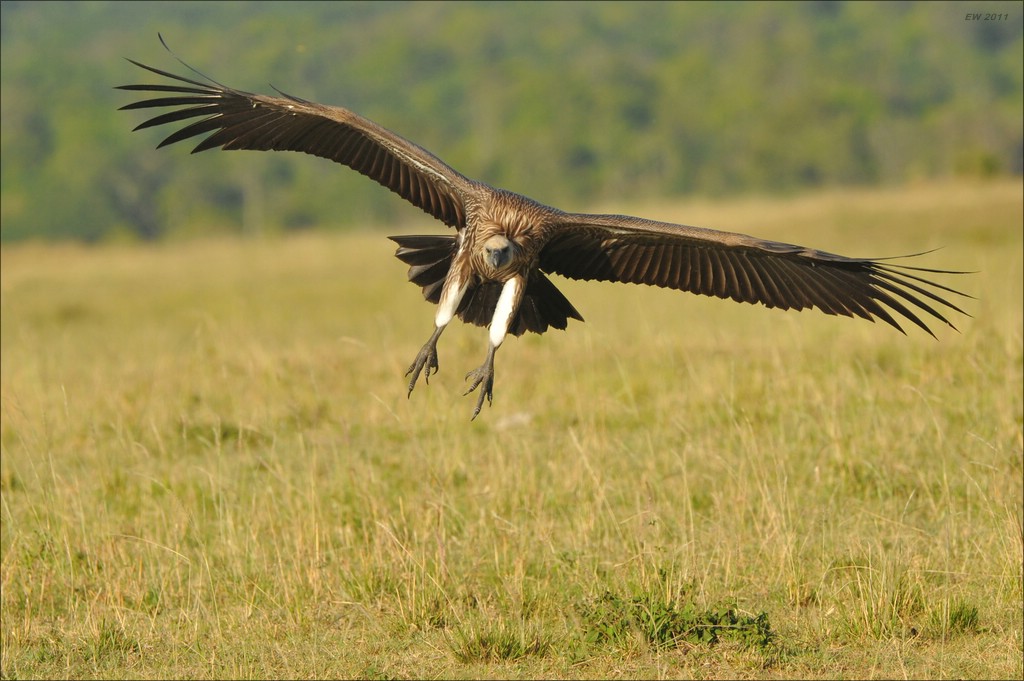 acomp Kenia 20111022 30224