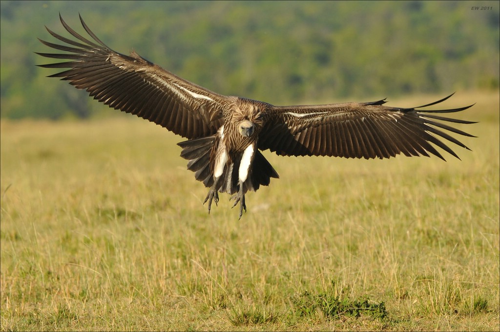 acomp Kenia 20111022 30225