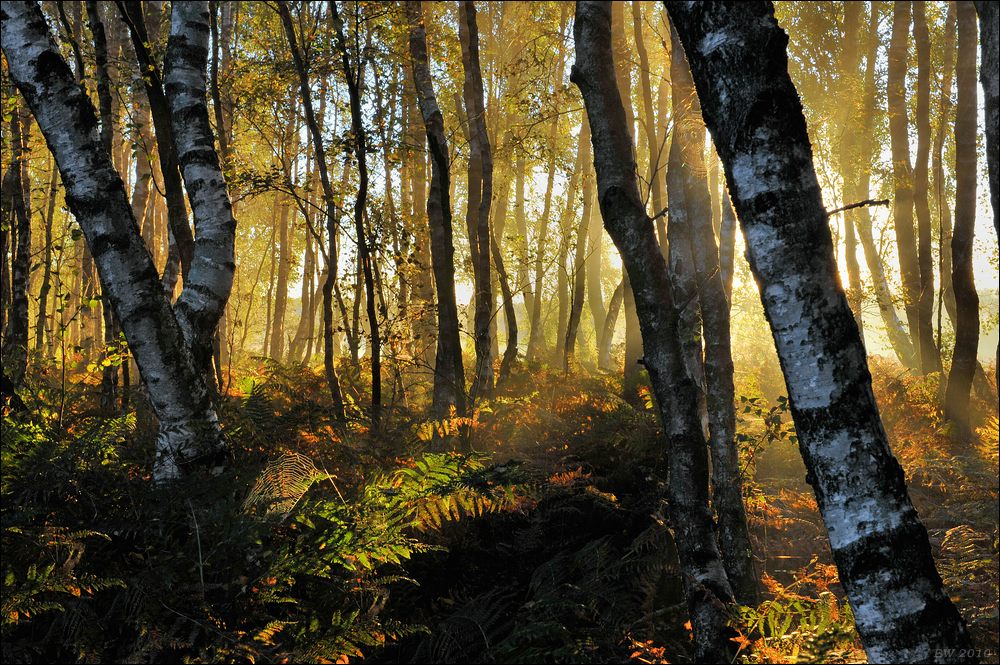 acomp Moor Eekholt 0100