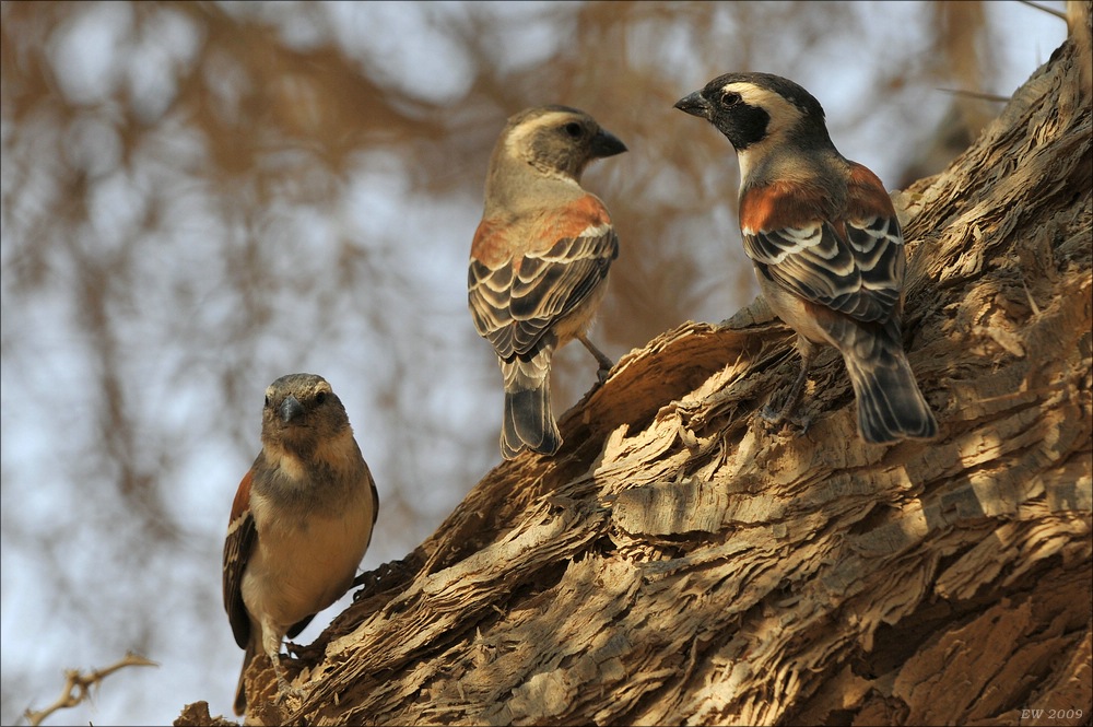 acomp Namibia 09 02247