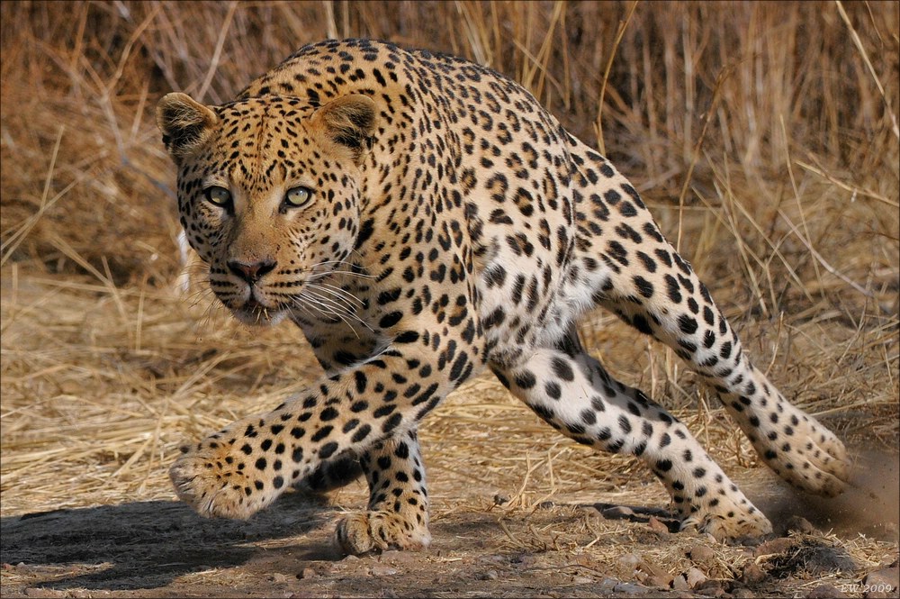 acomp Namibia 09 10047a