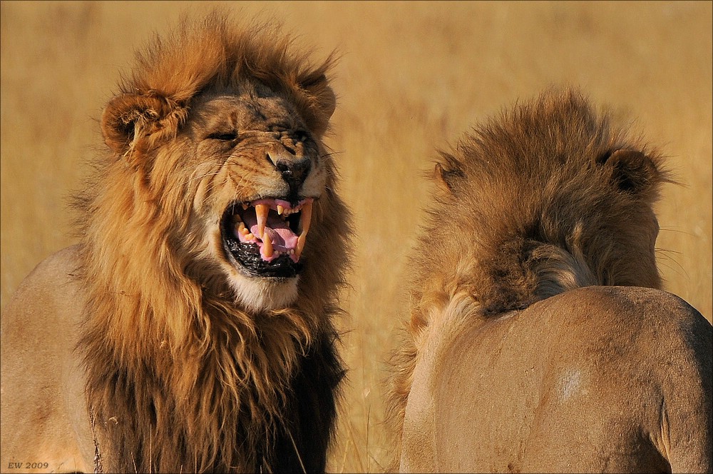 acomp Namibia 09 19616a