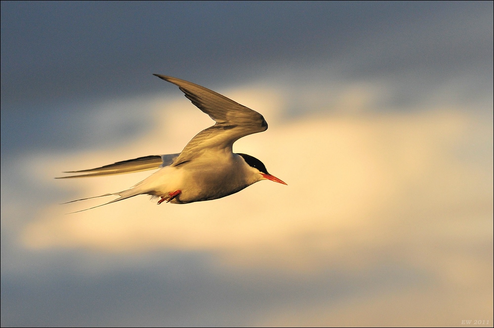 acomp Nordfriesland 20110515 0914