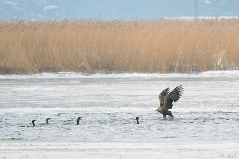 acomp usedom 0413