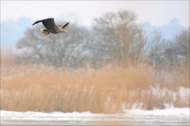 acomp usedom 0441