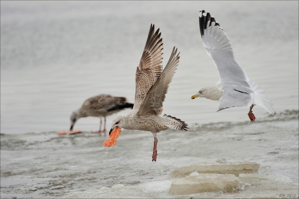 acomp usedom 0969