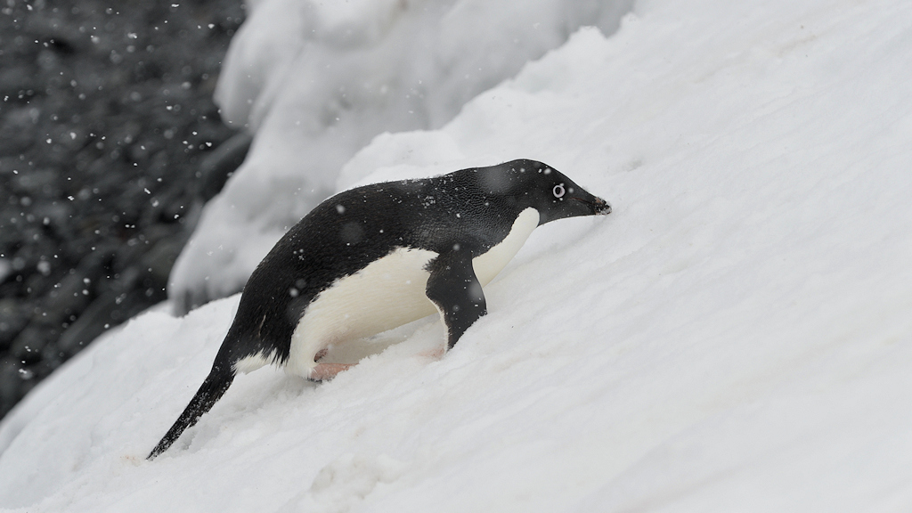 Adelie Pinguin
Halfmoon Island
0488