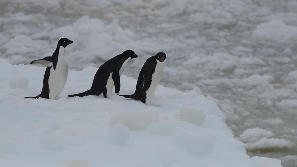 Adelie Pinguine 5494