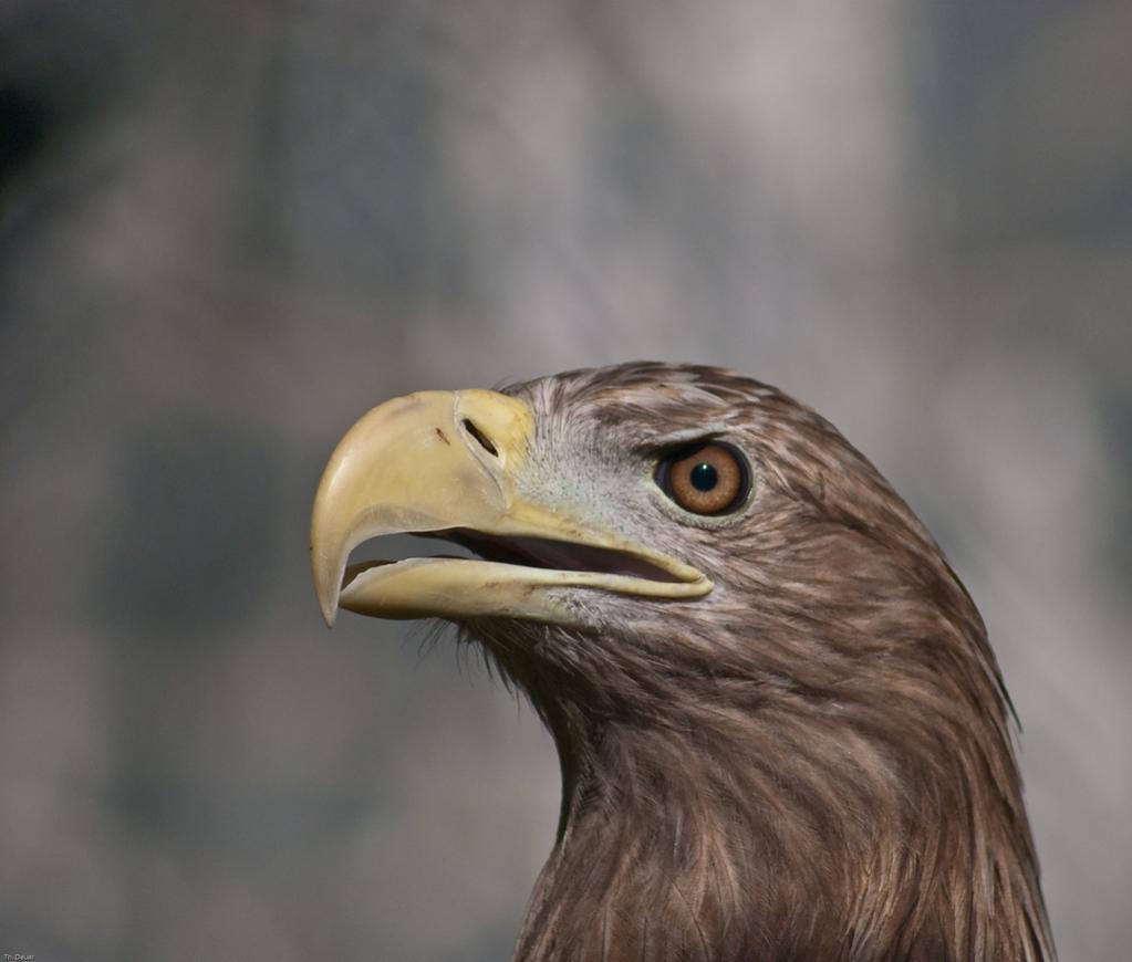 Adler 1