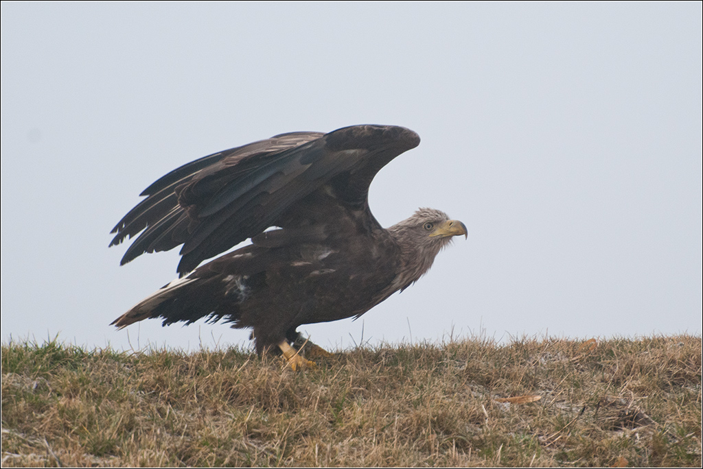 Adler 2