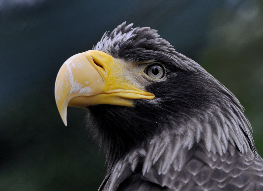 Adler 2a
