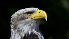 adler 9230301e 70d0 430e 8593 1124bf7a46b4