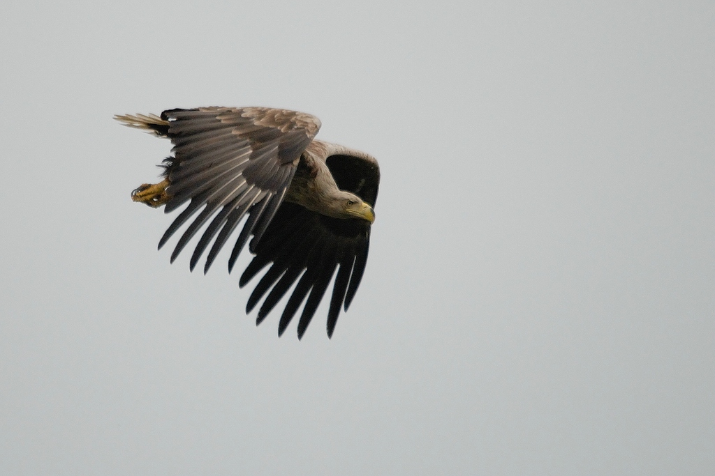 Adler auf Usedom DSC 3172