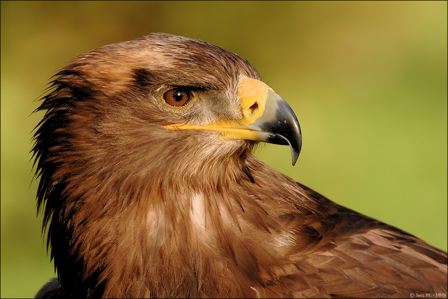 Adler D2X 0717 1a

· http://www.nikon-fotografie.de/vbulletin/showpost.php?p=1393356&postcount=275