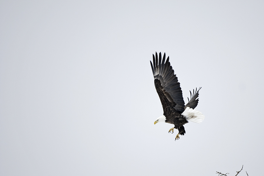 Adler fliegend