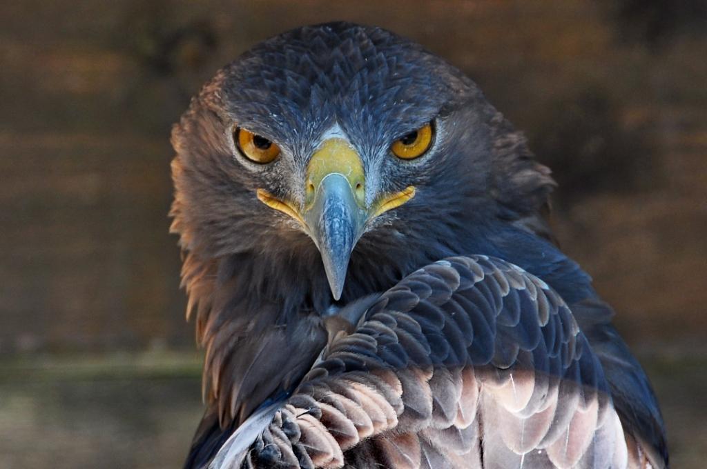 Adler.
Greifvogelanlage auf dem großen Feldberg im Taunus.