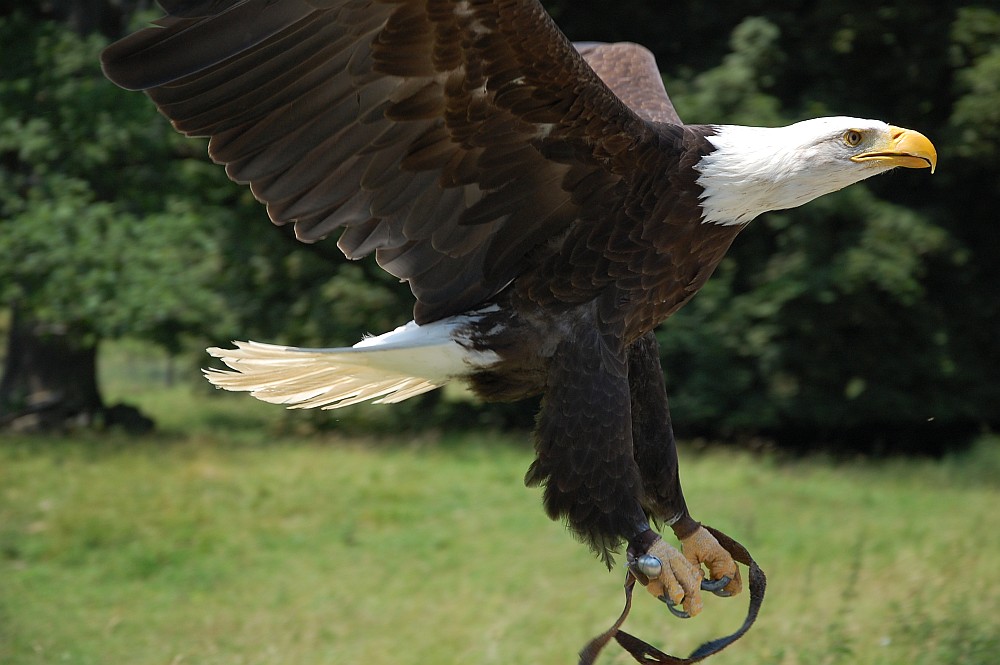 Adler im Landeanflug