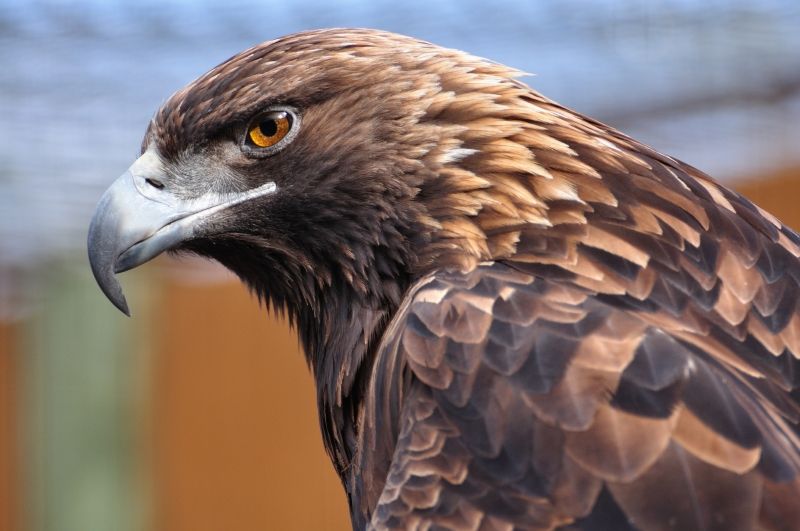 Adler im Wildlife-Park Kamloops