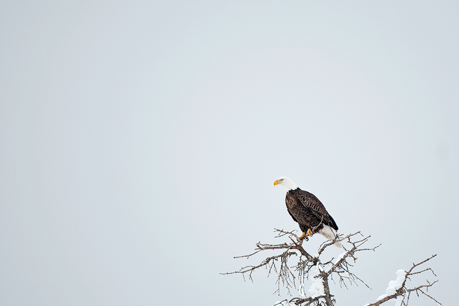 Adler sitzend