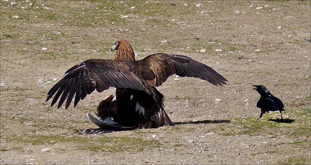 adler und gans 2w