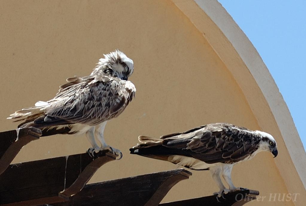 Adler und Mensch im Samaya Hotel in Ägypten in einer Anlage. Beide haben AI, der Mensch das Hotelrastaurant, der Adler das Riff.