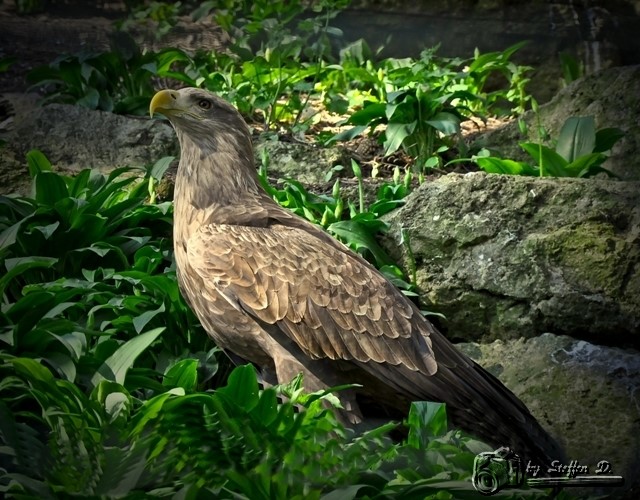 Adler