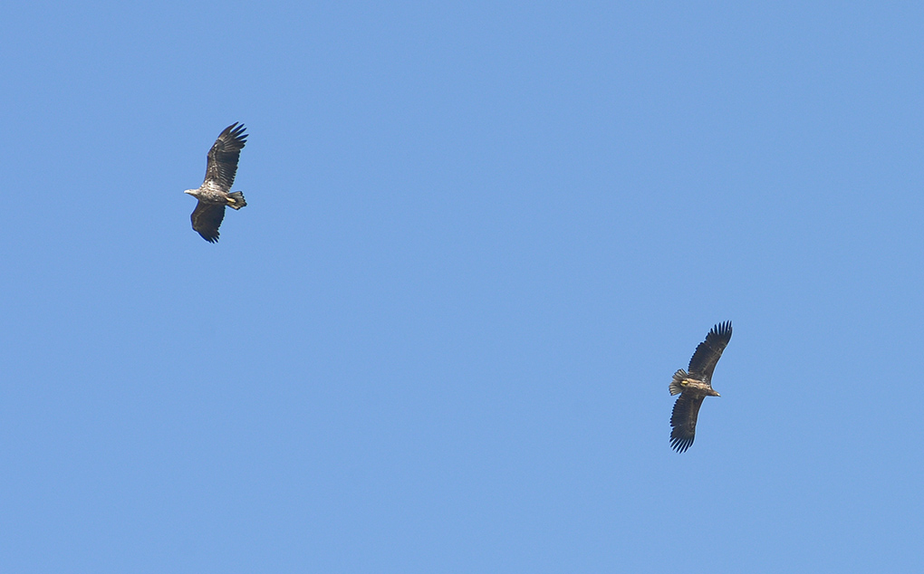 adler