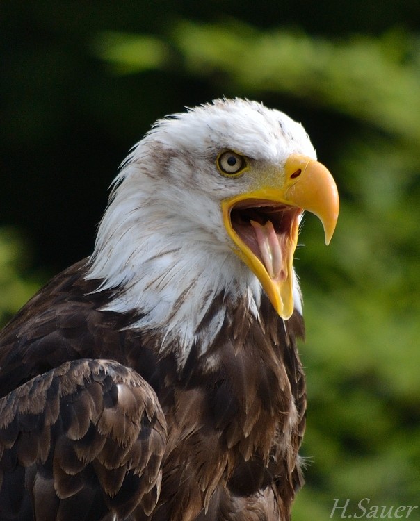 Adler