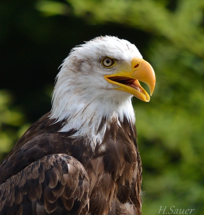 Adler