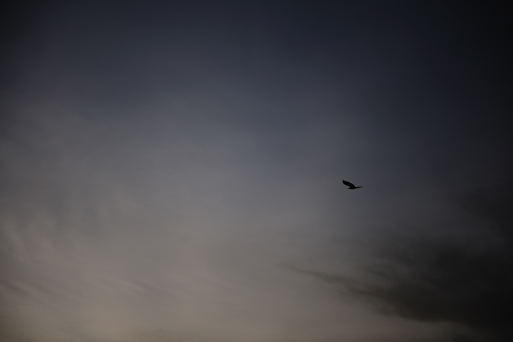 adler