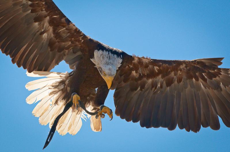 Adler