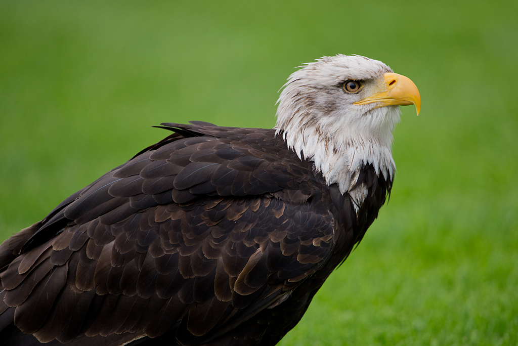 Adler