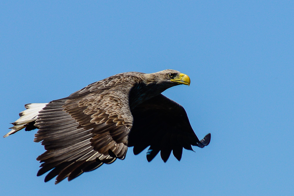 Adler