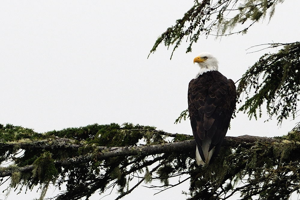 Adler