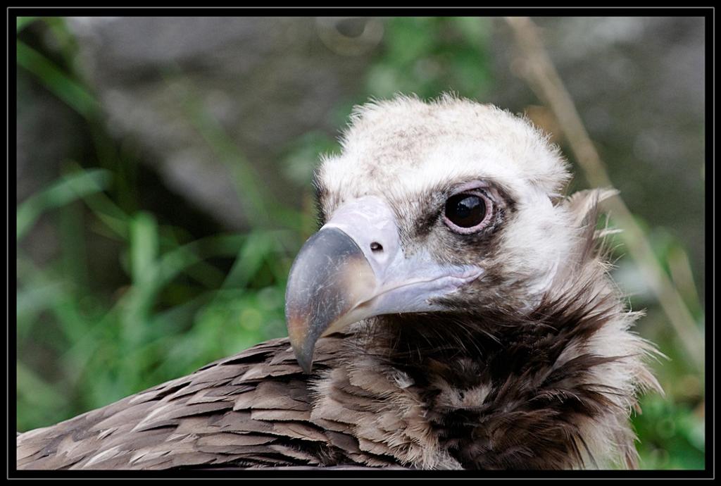 Adler