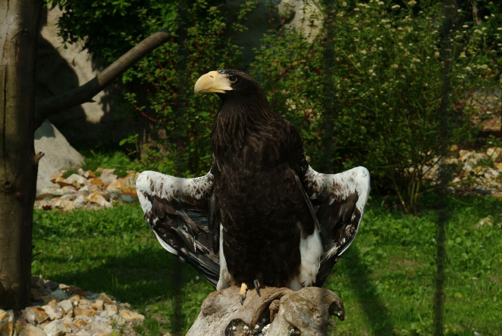 Adler