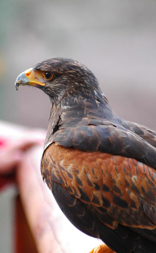 Adler