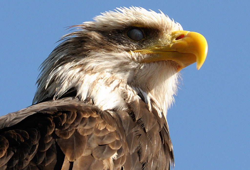 Adler