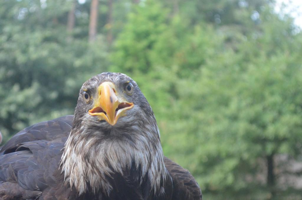 adler1