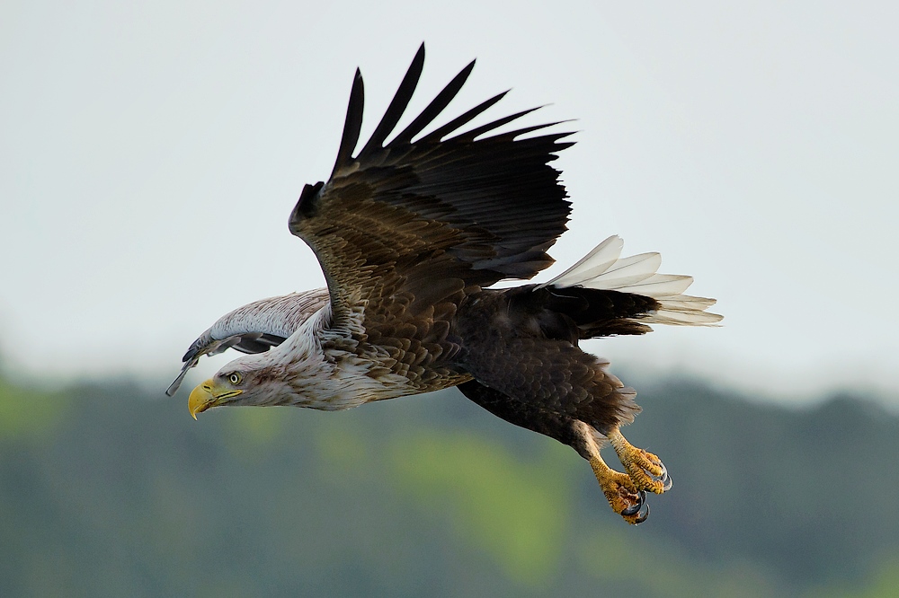 adler1