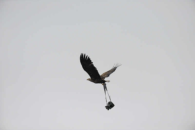 Adler11