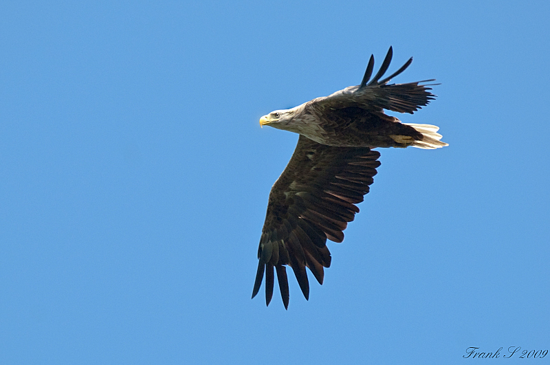 Adler2