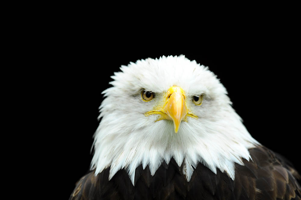 adler2