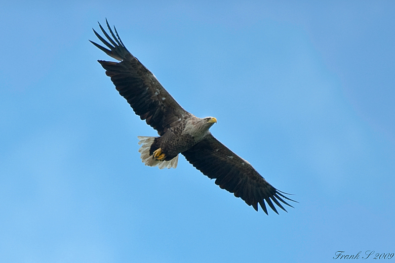 Adler3