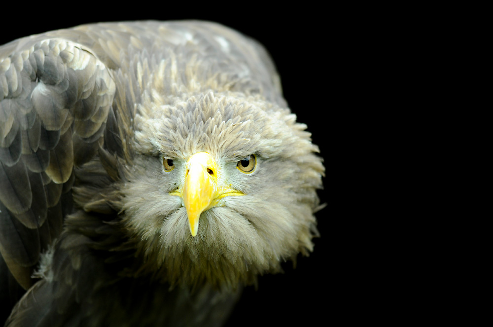adler5