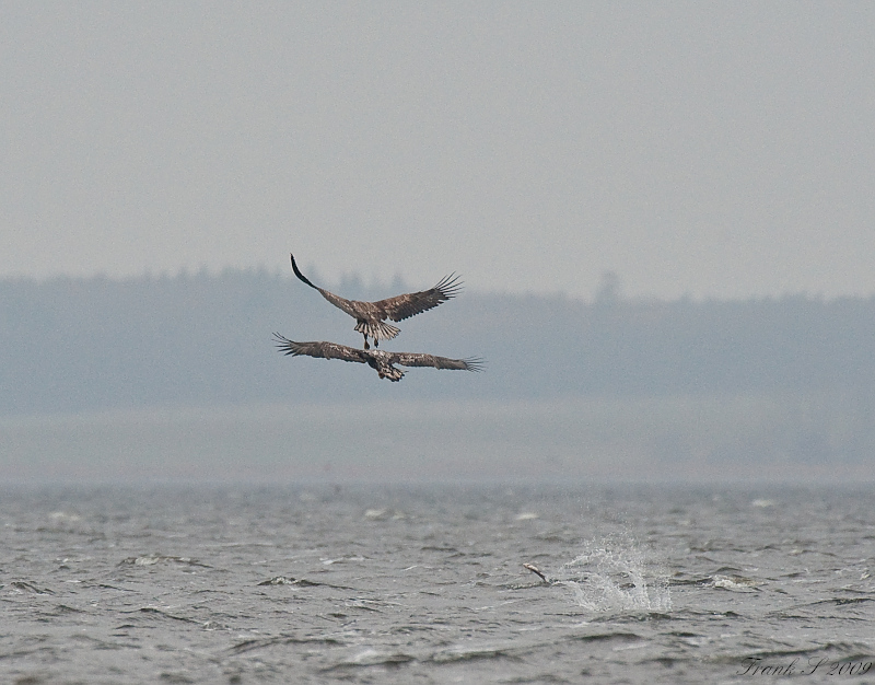 Adler91