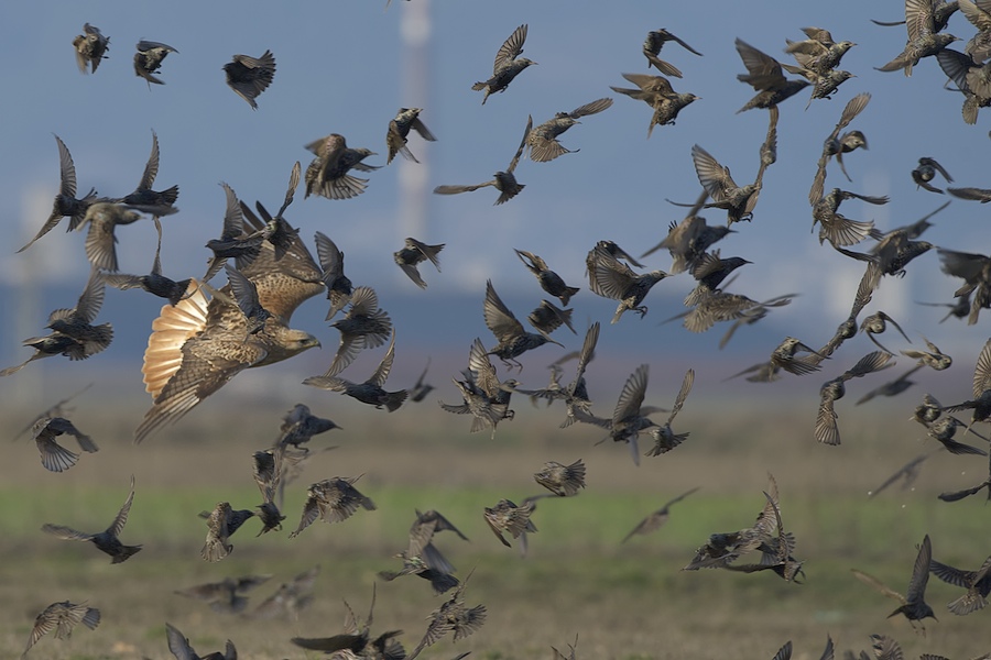 Adlerbussard, Bulgarien