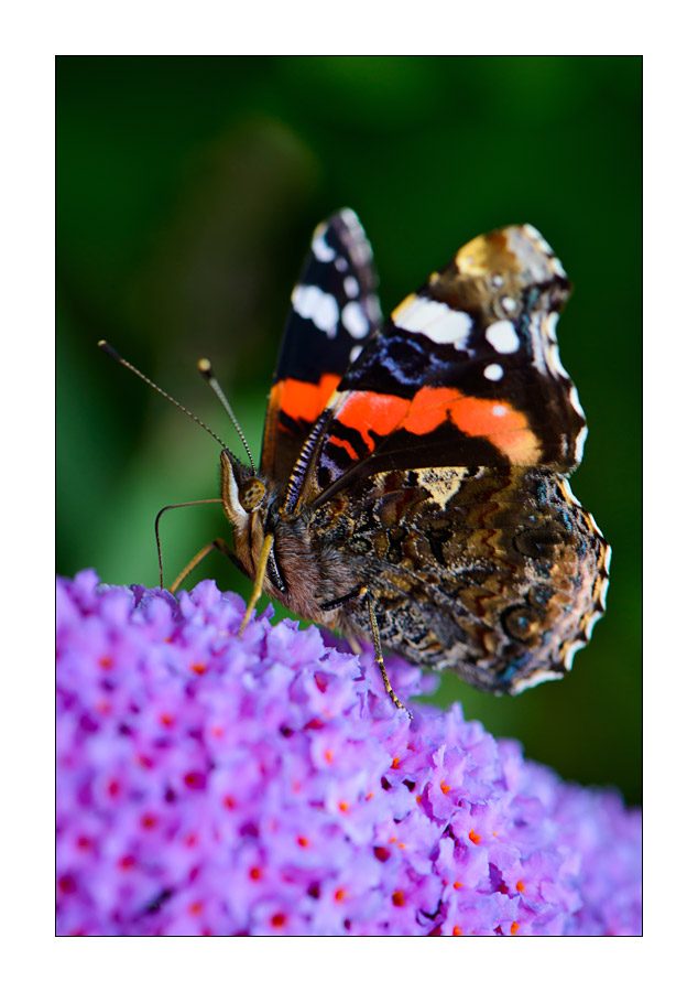 Admiral (Vanessa atalanta)

Nikon D800, AF-S Micro-Nikkor f/2.8/ 105 mm, Nikon Speedlighte SB-910, Blende 1:8 bei 1/250 Sekunde.